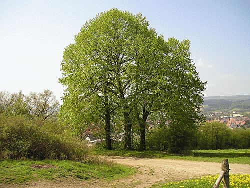 Dieses Bild hat ein leeres Alt-Attribut. Der Dateiname ist vorschau-drei-linden.gif